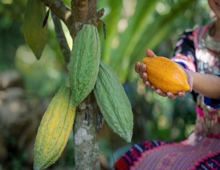 ¡Disfruta de la Ruta del Cacao en Tabasco!